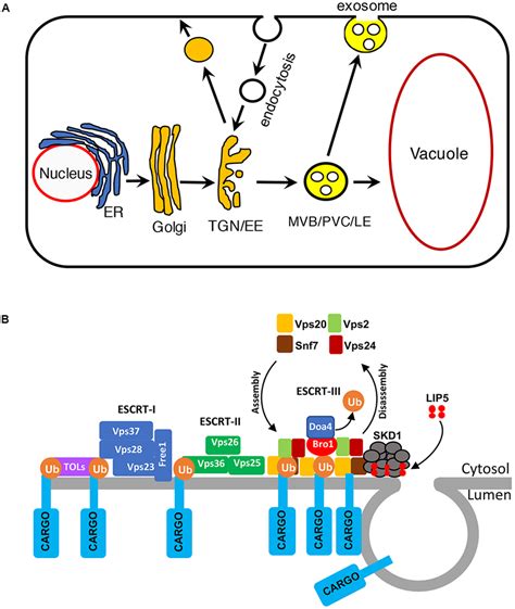 trans olbia|A multivesicular body.